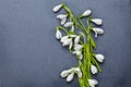 Fresh snowdrops on dark background Royalty Free Stock Photo