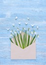 Fresh snowdrops flowers in a envelope on the blue vintage wooden background Royalty Free Stock Photo