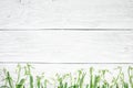 Fresh snowdrops flowers on white wooden background. top view with copy space Royalty Free Stock Photo