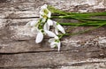 fresh snowdrops on wooden background Royalty Free Stock Photo