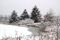 Fresh Snowfall in the Pines