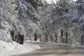 Fresh Snowfall on Sunrise Highway Royalty Free Stock Photo