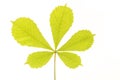 Fresh soft green chesnut leaf Royalty Free Stock Photo