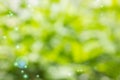 Fresh soft green colour bokeh bush tree and lens flare Royalty Free Stock Photo