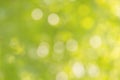 Fresh soft green colour bokeh bush tree and sunlight Royalty Free Stock Photo