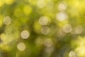 Fresh soft green colour bokeh bush tree and sunlight Royalty Free Stock Photo