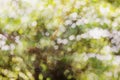 Fresh soft green colour bokeh bush tree and sunlight Royalty Free Stock Photo