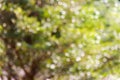 Fresh soft green colour bokeh bush tree and sunlight Royalty Free Stock Photo