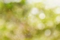 Fresh soft green colour bokeh bush tree and sunlight Royalty Free Stock Photo