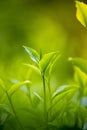 Fresh and soft Tea leaves close-up Royalty Free Stock Photo