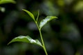 Fresh and soft Tea leaves in dark forest environment. Royalty Free Stock Photo