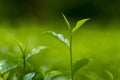 Fresh and soft Tea leaves in Fresh Garden. Royalty Free Stock Photo