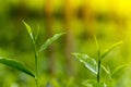 Fresh and soft Tea leaves in golden light. Royalty Free Stock Photo