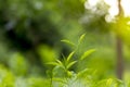 Fresh and soft Tea leaves in morning light. Royalty Free Stock Photo