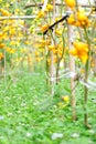 Solanum mammosum crops