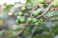 Fresh Solanum Torvum fruits or turkey berry on tree. Royalty Free Stock Photo