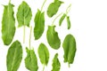 fresh sorrel, garden sorrel, rumex acetosa, green leaves, isolated on white background. Top view Royalty Free Stock Photo