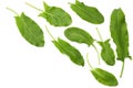 fresh sorrel, garden sorrel, rumex acetosa, green leaves, isolated on white background. Top view Royalty Free Stock Photo
