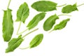 Fresh sorrel, garden sorrel, rumex acetosa, green leaves, isolated on white background. Top view Royalty Free Stock Photo