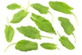 fresh sorrel, garden sorrel, rumex acetosa, green leaves, isolated on white background. Top view Royalty Free Stock Photo