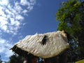 fresh soursop fruit in the sky