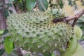 Fresh soursop green and thorny