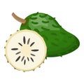 Fresh soursop icon cartoon vector. Food fruit