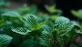 Fresh spearmint drops add spice to organic culinary seasoning generated by AI