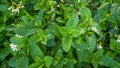 Fresh Spearmint Royalty Free Stock Photo