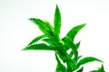 Fresh spearmint herb Royalty Free Stock Photo