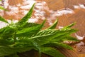 Fresh spearmint herb Royalty Free Stock Photo