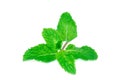 Fresh spearmint lisolated on the white background Royalty Free Stock Photo