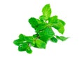 Fresh spearmint leaves isolated on the white background. Royalty Free Stock Photo