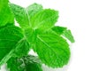 Fresh spearmint leaves isolated on the white background. close u Royalty Free Stock Photo