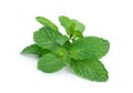 Fresh spearmint leaves isolated on the white background Royalty Free Stock Photo