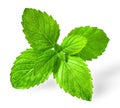 Fresh spearmint leaves isolated on the white background Royalty Free Stock Photo