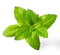 Fresh spearmint leaves isolated on the white background Royalty Free Stock Photo