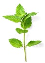 Fresh spearmint leaves isolated on the white background Royalty Free Stock Photo