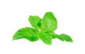 Fresh spearmint lisolated on the white background. Royalty Free Stock Photo