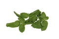 Fresh Spearmint (Pudina) leaves Royalty Free Stock Photo