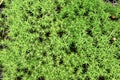 Fresh Sphagnum Moss Royalty Free Stock Photo