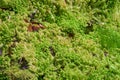 Fresh sphagnum moss Royalty Free Stock Photo