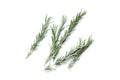 Fresh spice tatsy aromatic rosemary isolated on white background Royalty Free Stock Photo