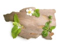 Fresh spices and herbs on bark isolated