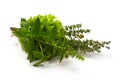 Fresh spices and herbs bouquet, isolated on white background. Dill, lettuce, thyme, sage. Isolated on white background Royalty Free Stock Photo