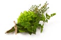 Fresh spices and herbs bouquet, isolated on white background. Dill, lettuce, thyme, sage. Isolated on white background