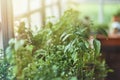 Fresh spicy herbs growing near window