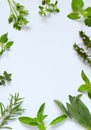 Fresh spicy and medicinal herbs on white background. Border from various herb - rosemary, oregano, sage, marjoram, basil, thyme, m Royalty Free Stock Photo