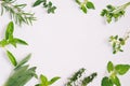 Fresh spicy and medicinal herbs on white background. Border from various herb - rosemary, oregano, sage, marjoram, basil, thyme, m Royalty Free Stock Photo