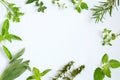 Fresh Spicy and medicinal herbs on white background. Border from various herb - rosemary, oregano, sage, marjoram, basil, thyme,